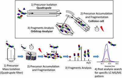 Tau Phosphorylation Rates Measured by Mass Spectrometry Differ in the Intracellular Brain vs. Extracellular Cerebrospinal Fluid Compartments and Are Differentially Affected by Alzheimer’s Disease